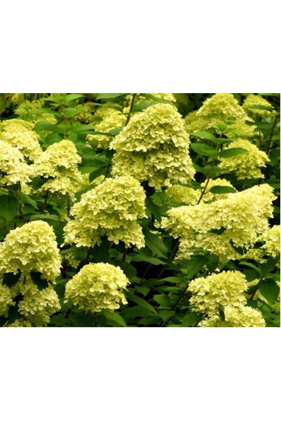 Гортензія волотиста Мохіто рясне цвітіння